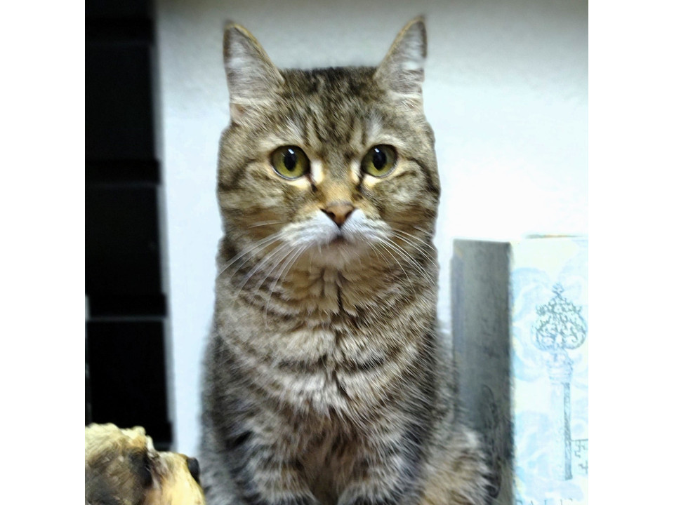 13歳のアメショーMIXの『ネネ』ちゃん