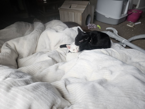 やんちゃ系の黒猫
