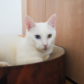 オッドアイの甘えん坊!白猫まおくん