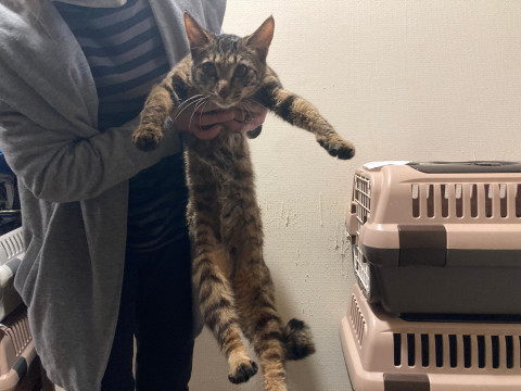 キジトラ、オス推定１歳