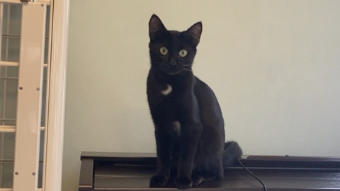 黒猫、メス推定2023.7生まれ