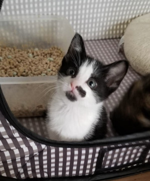 チビ猫4兄妹 チョビヒゲ君