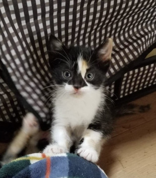 チビ猫4兄妹 希少な三毛子です