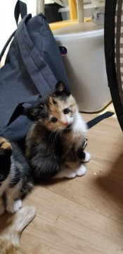 チビ猫4兄妹