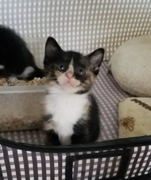チビ猫4兄妹 希少な三毛猫