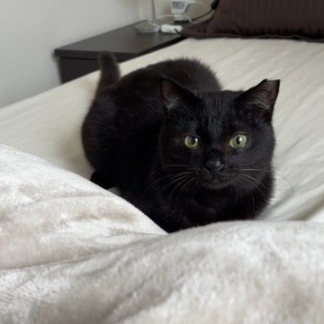 抱っこが大好きな黒猫の女の子♡
