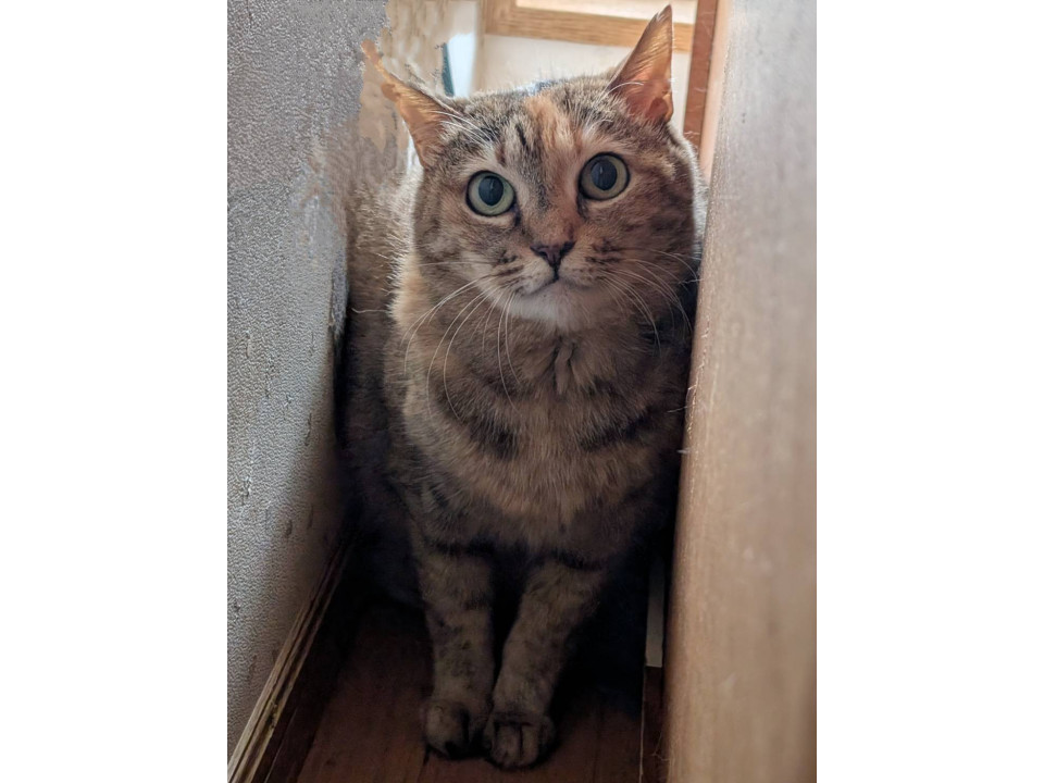 12/7堺市里親会☆コチャ