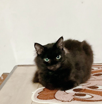 モフモフ可愛い甘えん坊な黒猫ちゃん