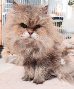 ペルル☆10歳くらい