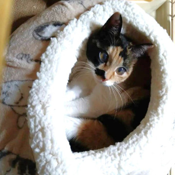 ちゃんと見えてるよ♡ミケのミニちゃん