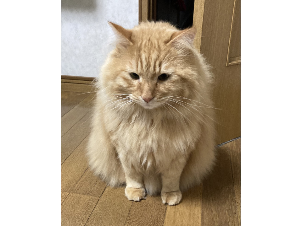 ふわふわ茶色の男の子
