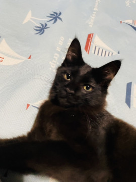 黒猫、メス、2023.2生まれ