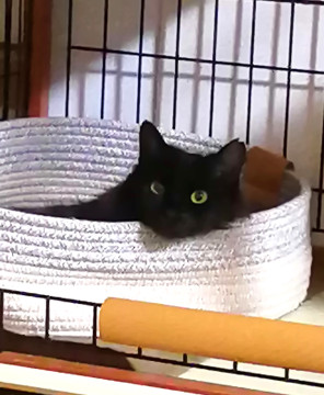 長毛のくろねこ(1歳・女子)