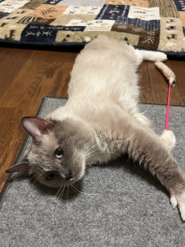 長毛ハンサム猫