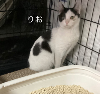 3兄姉妹の1人でおとなしい子