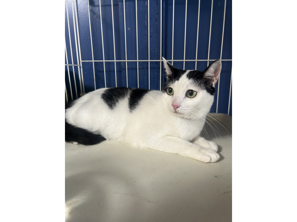 和風美人　小梅ちゃん