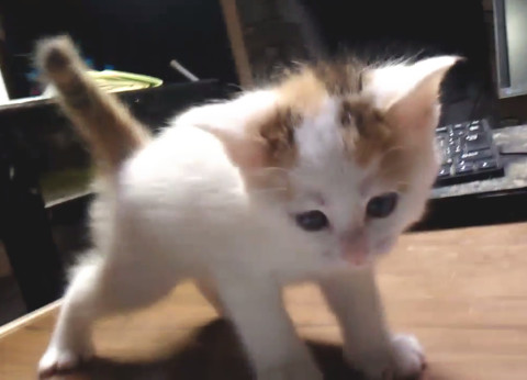 とっても可愛くて少し生意気な白ミケちゃん