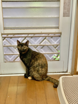 幽けき声の可愛いサビ