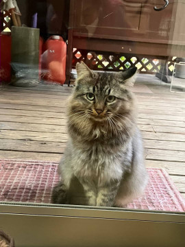 凛々しいマヌくんを家族にして下さい