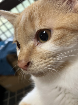 甘えん坊で健康な子猫です♪