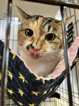 美猫すぎる三毛猫姉妹ありす