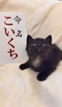 4兄弟ブラックスモークこいくちくん♡