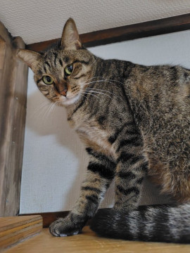 ビビりだけど穏やかな性格のキジトラ君