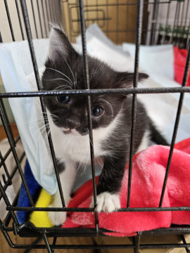 お目目クリクリの白黒猫ちゃんです。