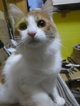 茶白のふわふわ男子 みそくん