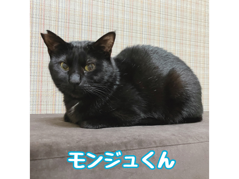 多頭飼育崩壊レスキュー・モンジュくん