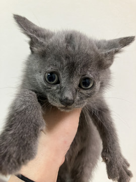 可愛い子猫ちゃん