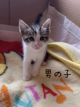 可愛いきじしろの男の子
