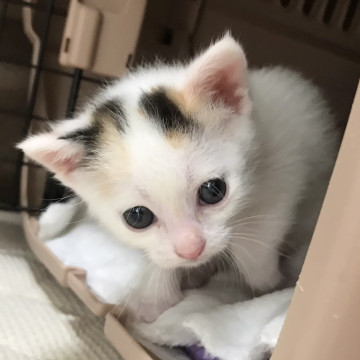 しっかり者の賢いハゥちゃん