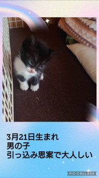 のらくろさんみたいな白黒さん