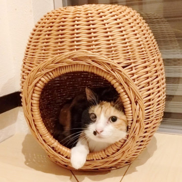 ◆10/4◆ホクロがかわいい三毛ちゃん❤