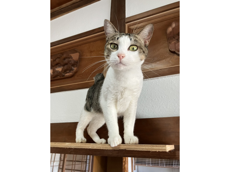 可愛い雉白のチャイちゃん