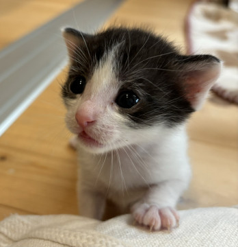 うるうるお目目が可愛いはっちゃん