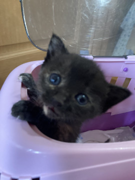 元気いっぱい❣️サビ猫ちゃん‼️