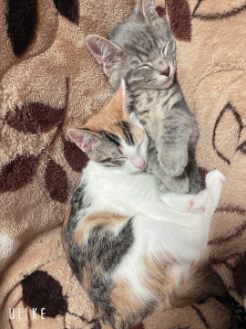 三毛猫♀1月19日生