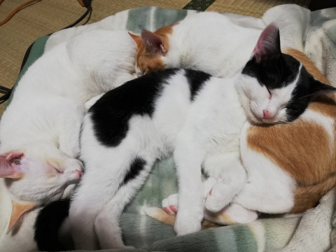 猫]東京都の里親募集 いつでもご機嫌な白黒のクウちゃん