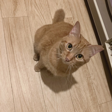 顔も性格もまるい❤️茶トラのパセリちゃん