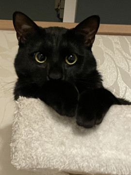 寄り目のかわいい黒猫♡ゆきお