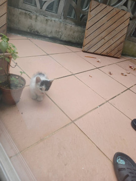 ママから離れちゃった子猫ちゃん