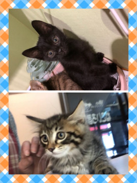 人懐っこい黒猫、イケメン長毛