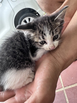 人懐っこい子猫