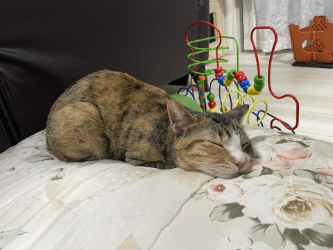 鍵尻尾の三毛猫ちゃん