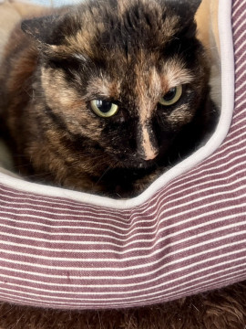 綺麗なサビ猫マリちゃん