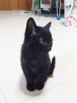 生後50日④大人しい黒仔猫です