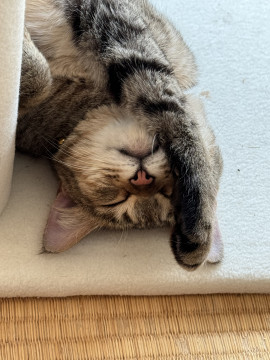 手術済保護猫メス人間好き甘え上手賢い
