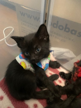 鍵しっぽの人懐こい黒猫